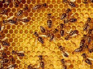 Ranitidin Ditarik BPOM, Ini Obat Maag Mujarab Ala Rasulullah