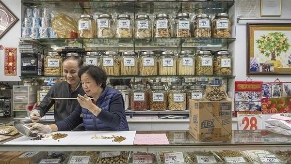 Bikin Gemas! Pose Kucing Saat Berjualan di Pasar Hingga Memeluk Ikan
