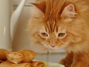 Lucunya Henry, Si Kucing Mirip Singa yang Doyan Makan Lucunya Henry, Si Kucing Mirip Singa yang Doyan Makan