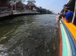 Serunya Memberi Makan Ikan Patin di Sungai Thailand