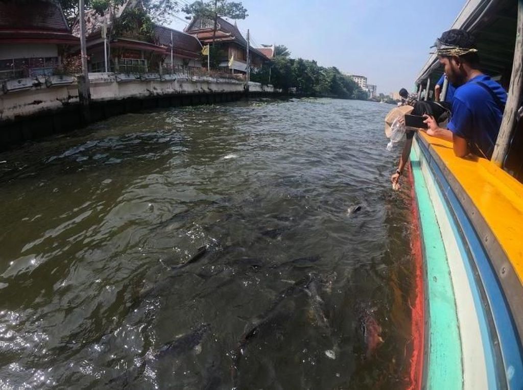 Serunya Memberi Makan Ikan Patin di Sungai Thailand Serunya Memberi Makan Ikan Patin di Sungai Thailand