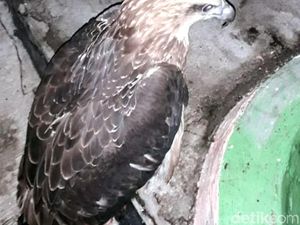 Kasihan, Elang yang Putus Kakinya Tak Bisa Dilepasliarkan Selamanya
