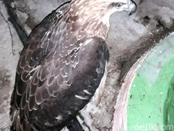 Kasihan, Elang yang Putus Kakinya Tak Bisa Dilepasliarkan Selamanya