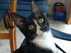 Kucing Ini Selamat Setelah Tergiling dalam Mesin Cuci Selama Setengah Jam