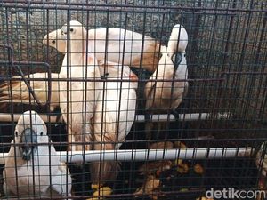 BKSDA Gagalkan Penyelundupan Burung yang Dilindungi di Maluku