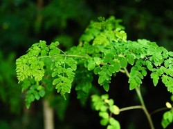 7 Makanan Ini Kerap Dikaitkan Hal Mistis, Kamu Percaya?