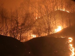 Video Dahsyatnya Kebakaran Hutan di Korea Selatan