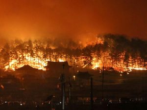 Ganasnya Kebakaran Hutan di Korsel yang Bikin 4 Ribu Orang Mengungsi