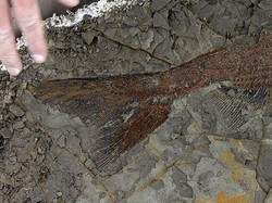 Temuan Abad Ini Ungkap Kejadian Saat Dinosaurus Punah?