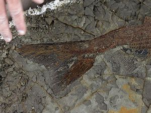 Temuan Abad Ini Ungkap Kejadian Saat Dinosaurus Punah? Temuan Abad Ini Ungkap Kejadian Saat Dinosaurus Punah?