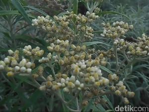 Foto: Perkebunan Bunga Abadi Edelweis di Gunung Bromo