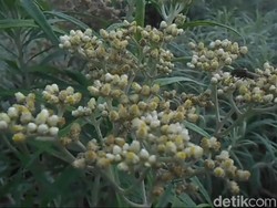 9 Fakta Edelweis, Bunga Abadi di Gunung yang Tak Boleh Dipetik