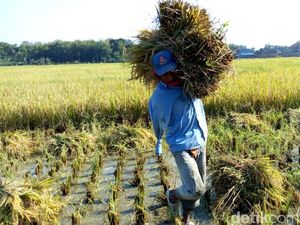 Upah Buruh Tani Naik Tipis ke Rp 55.046 per Hari