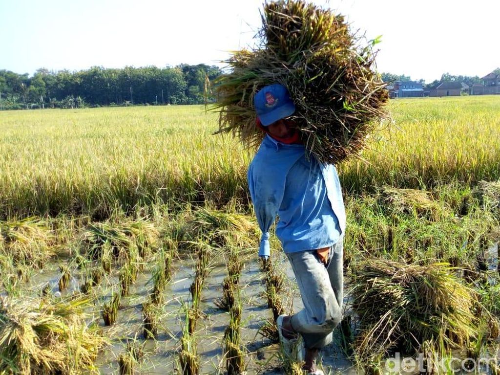 Desember 2019, Upah Buruh Tani Naik Tipis 0,1% Desember 2019, Upah Buruh Tani Naik Tipis 0,1%