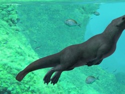 Fosil Paus Purba Berkaki Empat Ditemukan di Peru