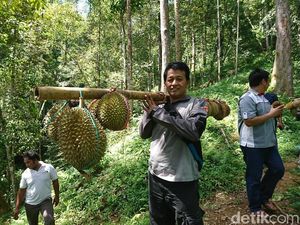 Trenggalek Punya Wisata Jelajah Hutan Sambil Berburu Buah Segar