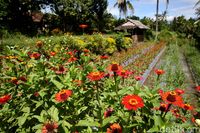 (Rachman Haryanto/detikcom)