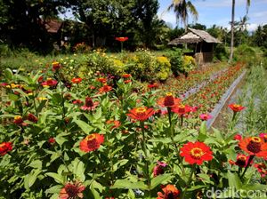 Desa Wisata Suku Osing: Satu Lagi Tempat Liburan di Banyuwangi
