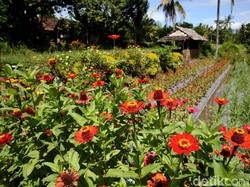 Desa Wisata Suku Osing: Satu Lagi Tempat Liburan di Banyuwangi