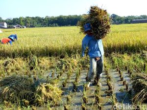 Upah Buruh Tani Naik Tipis ke Rp 55.173 per Hari