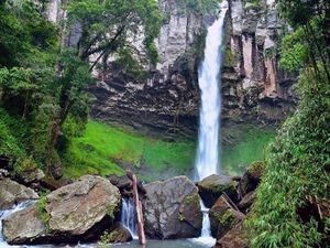 Putri Malu yang Cantik di Lampung