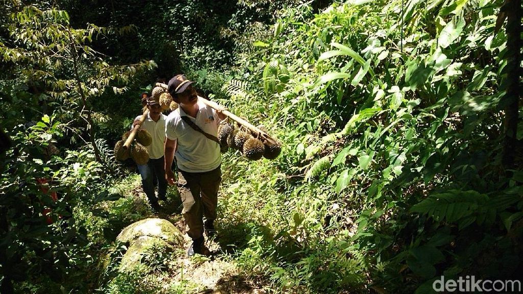 Potret Wisata Hutan Sambil Berburu Buah Segar di Trenggalek