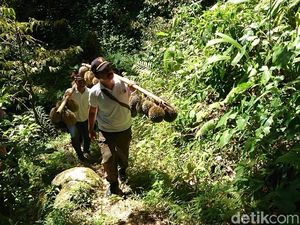 Potret Wisata Hutan Sambil Berburu Buah Segar di Trenggalek Potret Wisata Hutan Sambil Berburu Buah Segar di Trenggalek