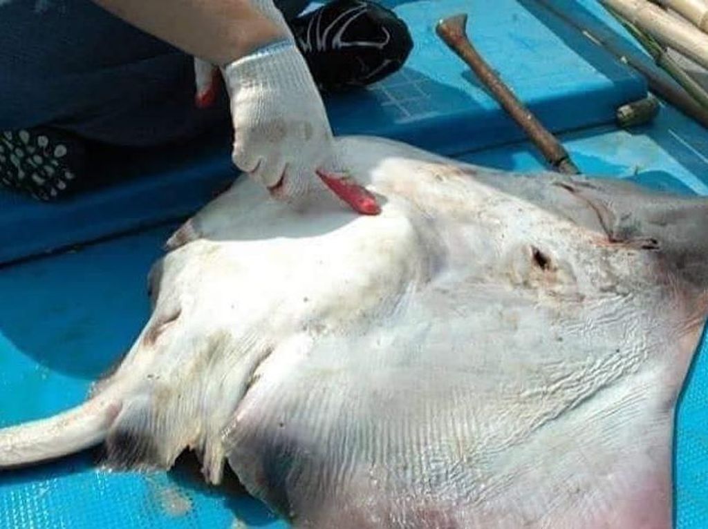 Astaga! Perut Ikan Pari Ini Isinya Botol Minuman dan Kamera Astaga! Perut Ikan Pari Ini Isinya Botol Minuman dan Kamera