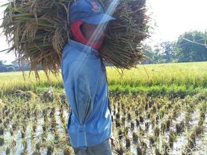 Slamet, Buruh Tani di Ponorogo yang Hanya Punya Satu Tangan