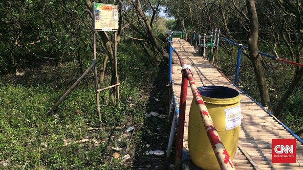 Bergulat Menuju Ekowisata Mangrove di Utara Bekasi