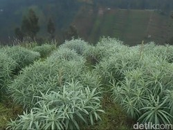 Budidaya Edelweis Pertama di Indonesia Ada di Bromo