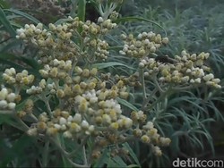 Pemetik Edelweis Gunung Lawu Minta Maaf dan Dihukum Push Up 100x