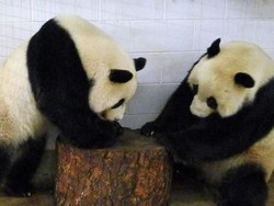 Australia Pertahankan Panda Wang Wang dan Fu Ni