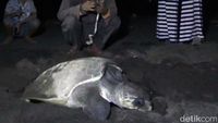 Langka, Seekor Penyu Bertelur di Pantai Marina Boom Banyuwangi