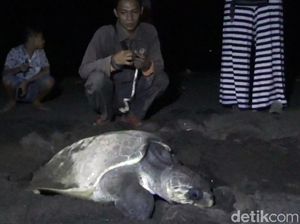 Langka, Seekor Penyu Bertelur di Pantai Marina Boom Banyuwangi