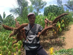 Anggota DPD Dukung Kementan Kembangkan Pangan dari Singkong