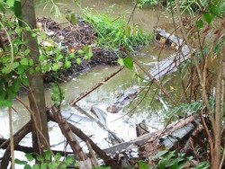 Buaya Muncul di Ladang Sawit Warga Agam Sumbar, 30 Telornya Menetas