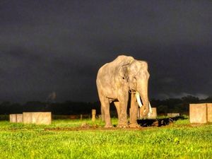 Sehari Bersama Gajah-Gajah Way Kambas