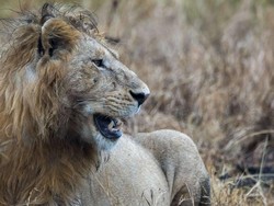 Tragis! Pemburu Badak Tewas Diinjak Gajah Lalu Dimangsa Singa