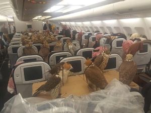 Duduk Sebelah Penumpang yang Bawa Elang di Pesawat, Apa Rasanya?