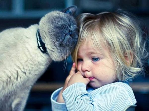 Disebut Pandji Hewan Gembel, Foto-foto Ini Bukti Menggemaskannya Kucing