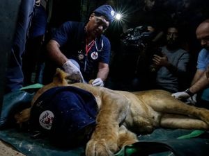 Kondisi Parah! Hewan-hewan di Kebun Binatang Gaza Dievakuasi