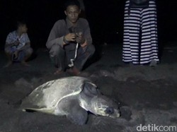 Melihat Momen Langka Penyu Bertelur di Pantai Marina Boom Banyuwangi