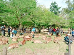 Foto: Bertemu Rusa-rusa Liar di Jepang