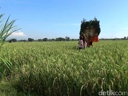 Jaga Stok Pangan, Petani di Jawa Siap Panen di Tengah Corona