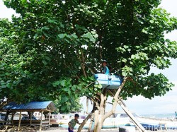 Rumah Pohon Ala Anak-anak Lombok, Bukti Bahagia Itu Sederhana