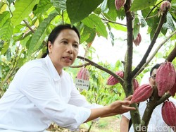 Banyuwangi Pacu Wisata Cokelat dengan Gandeng 2 BUMN