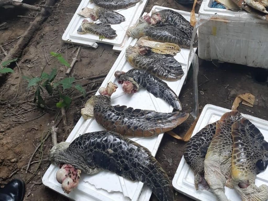 8 Boks Daging Penyu Ilegal Asal NTT Dimusnahkan 8 Boks Daging Penyu Ilegal Asal NTT Dimusnahkan