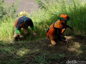 Mesin Rusak, Petugas UPK Badan Air Potong Rumput Menggunakan Arit