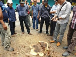Pembalakan Sonokeling di Tulungagung dan Trenggalek Jadi Atensi Polisi